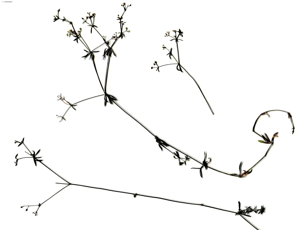 Galium divaricatum (Rubiaceae)